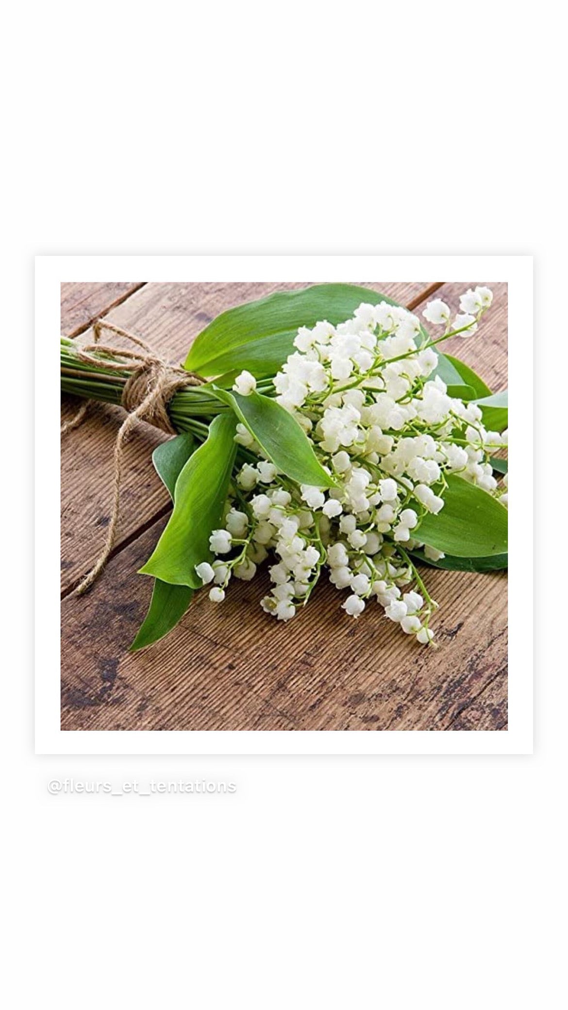 Muguet