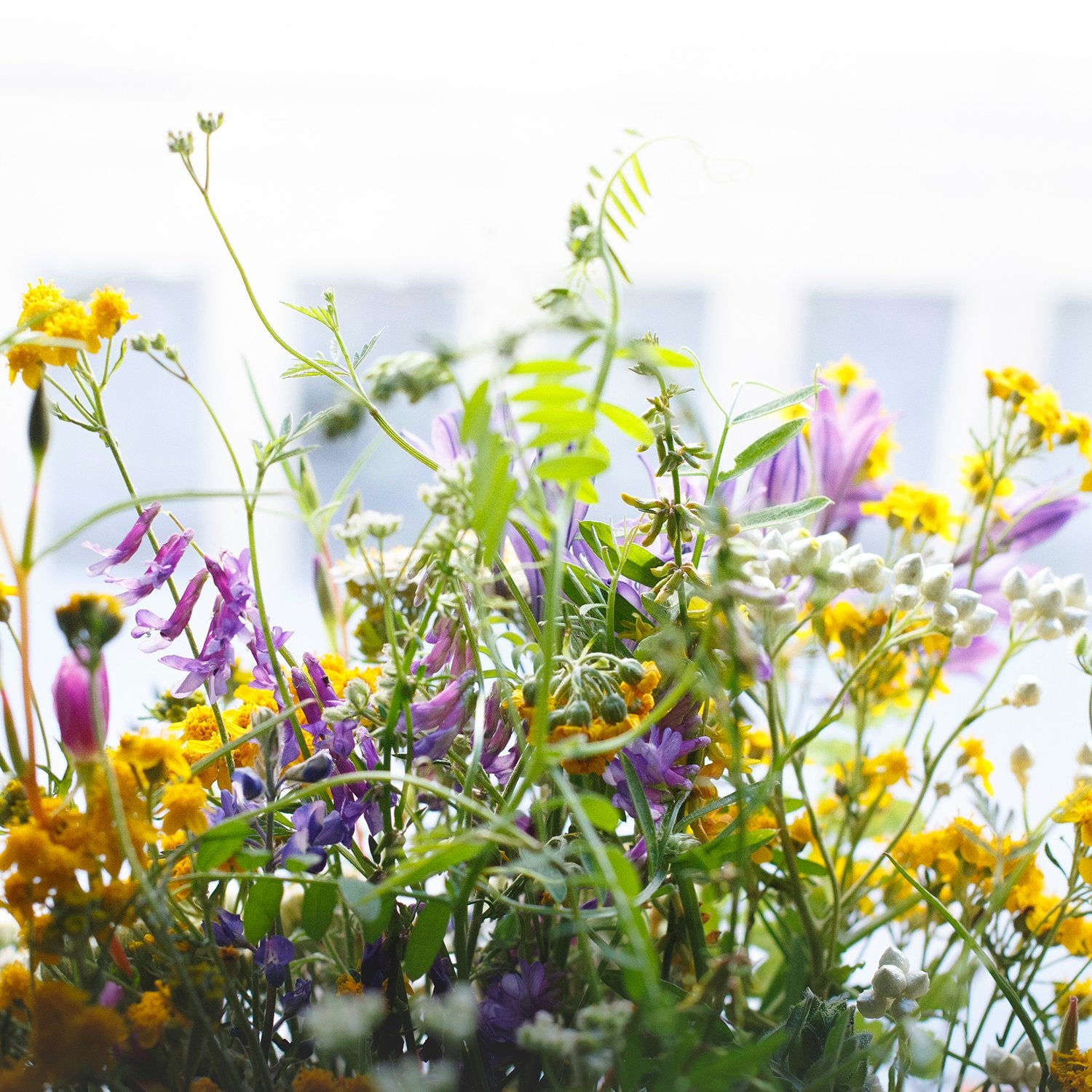 Sélection de l’été