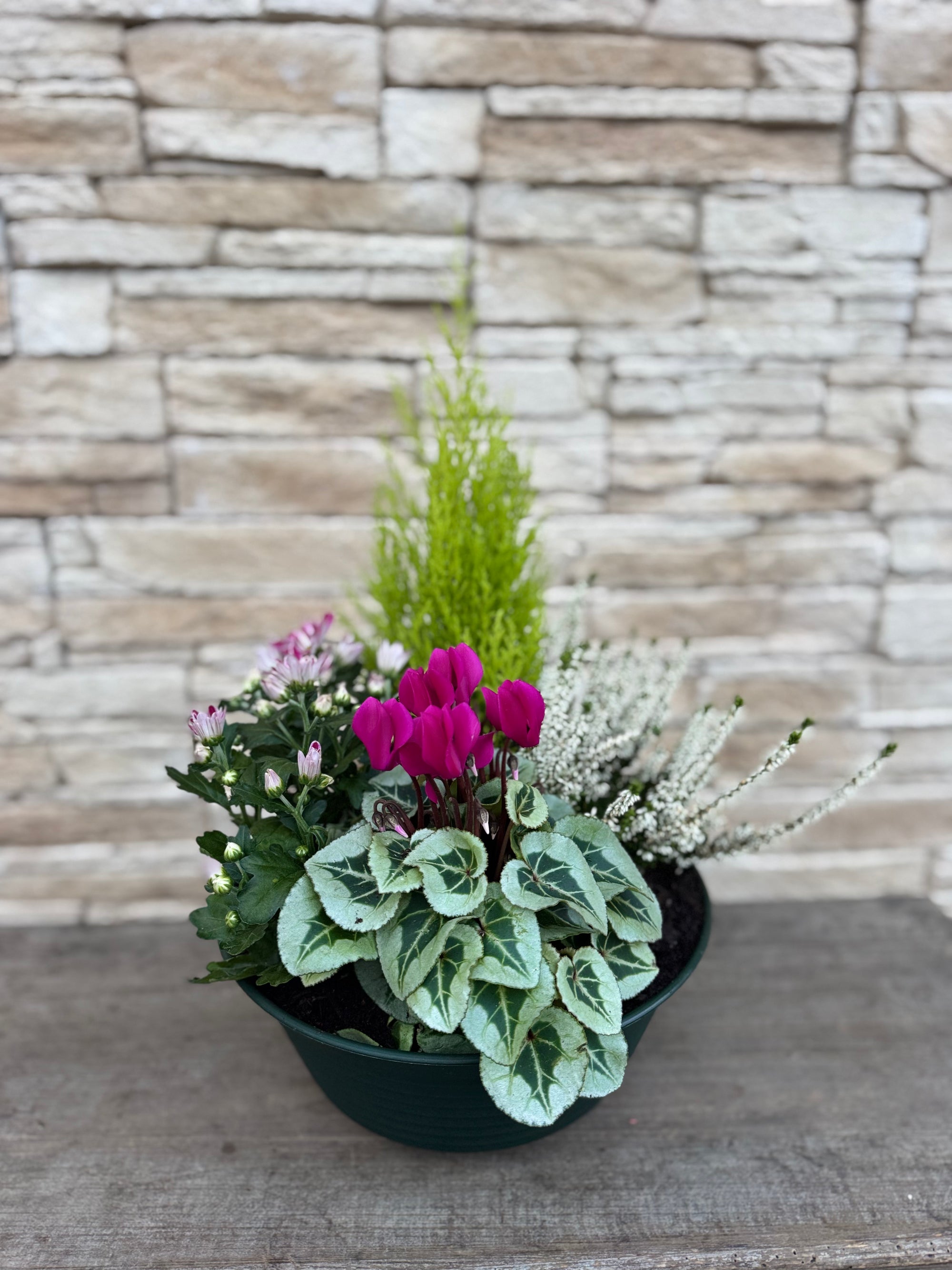 Arrangement de plantes Toussaint