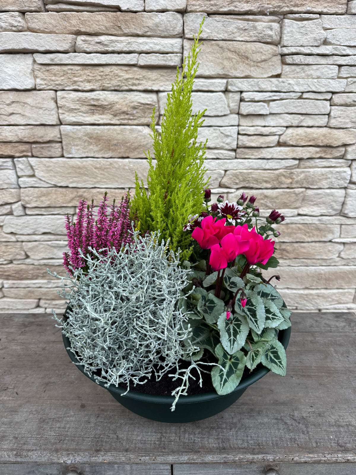 Arrangement de plantes Toussaint