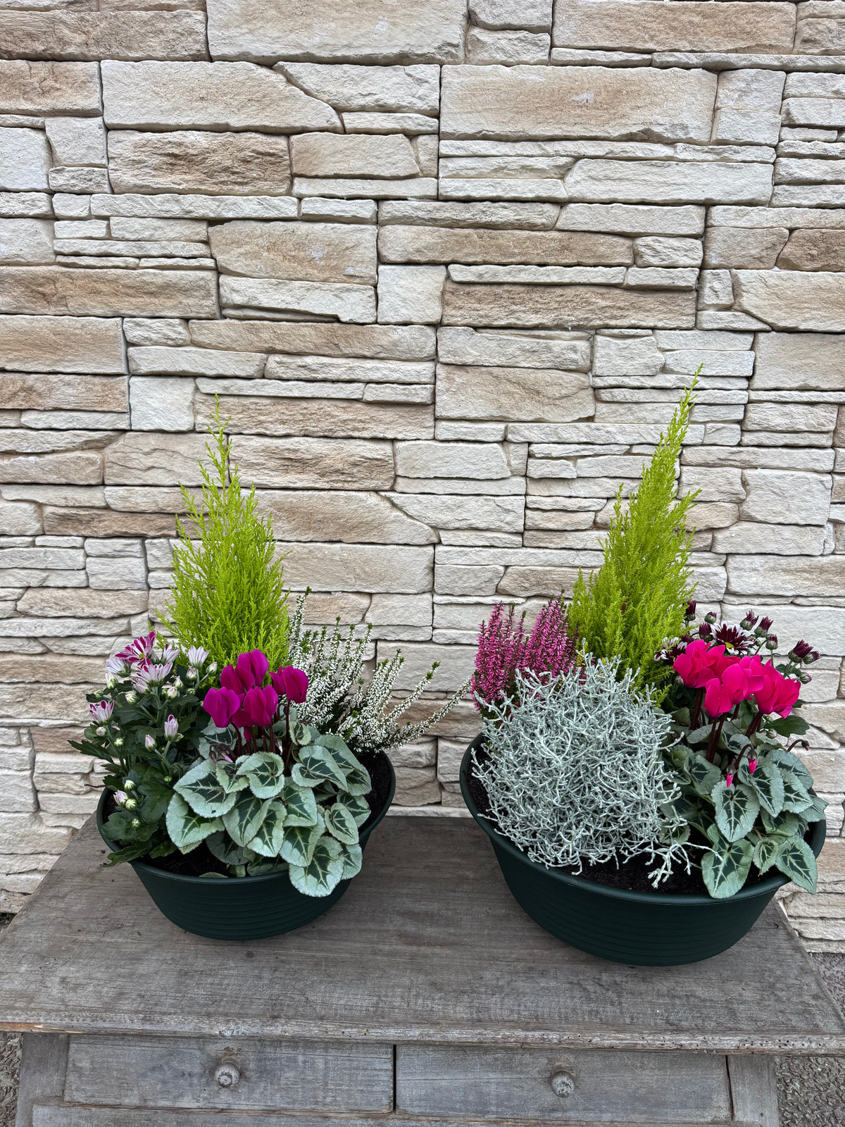 Arrangement de plantes Toussaint