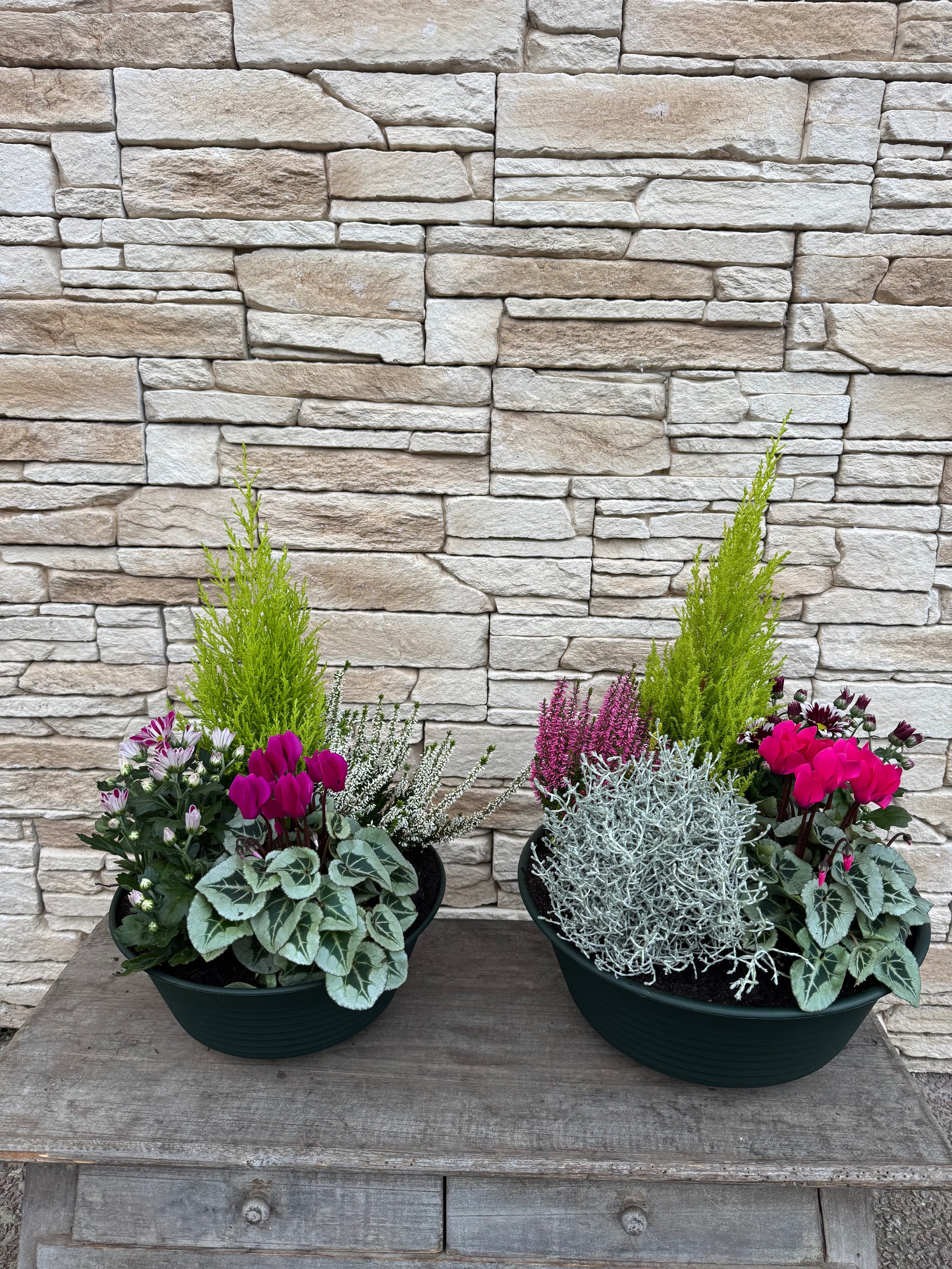 Arrangement de plantes Toussaint