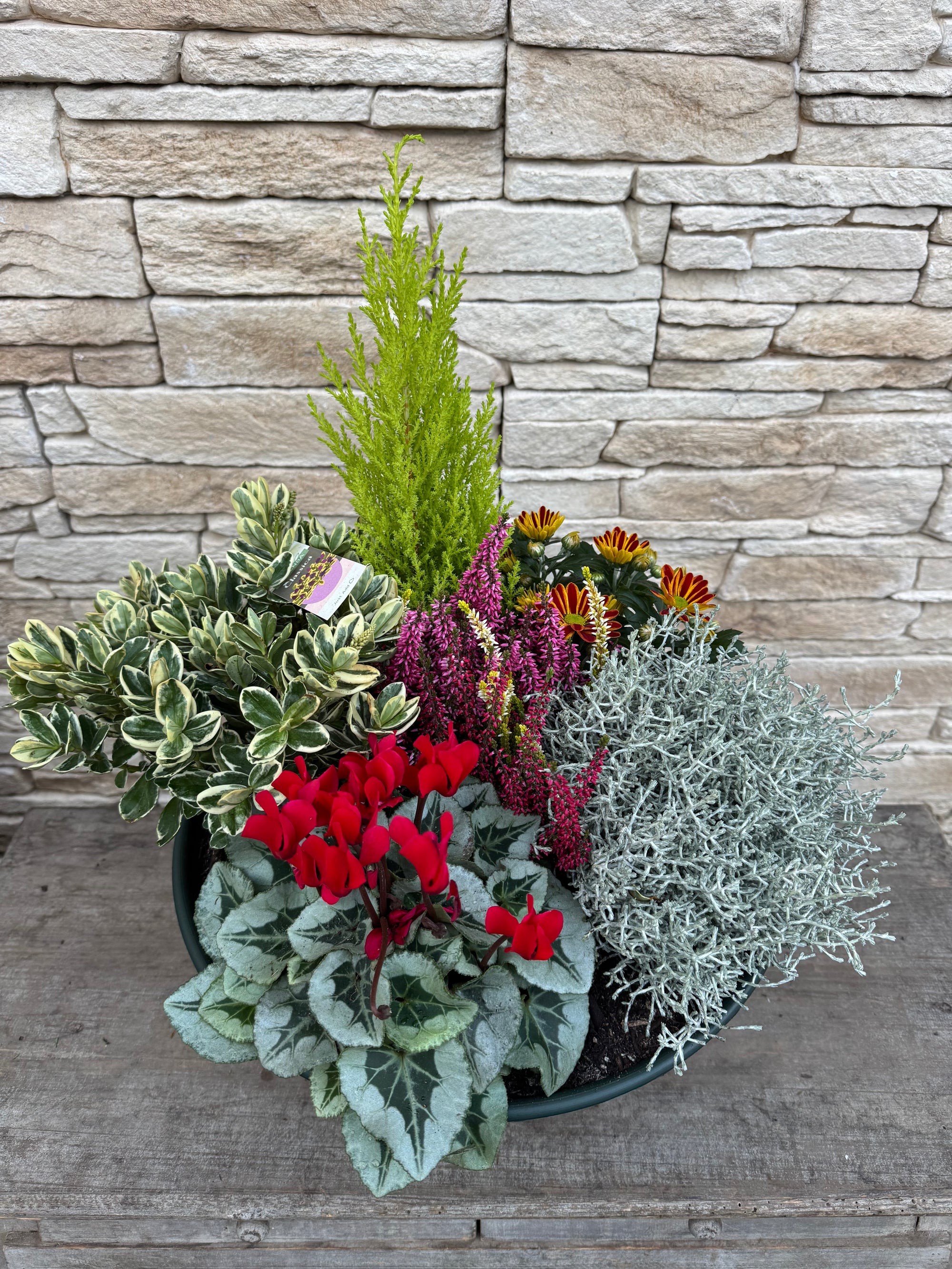 Arrangement de plantes Toussaint