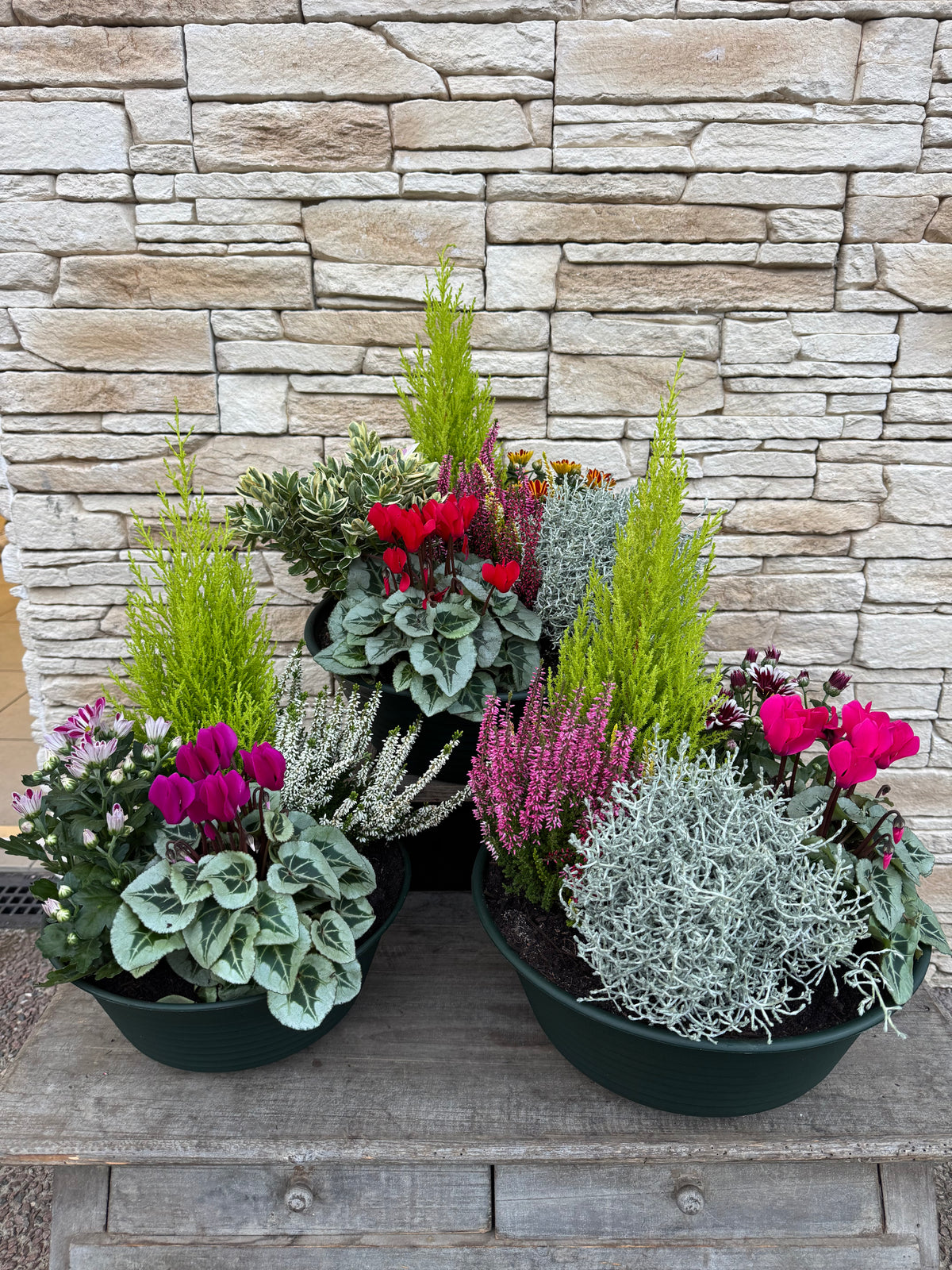 Arrangement de plantes Toussaint