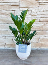 Zamioculcas