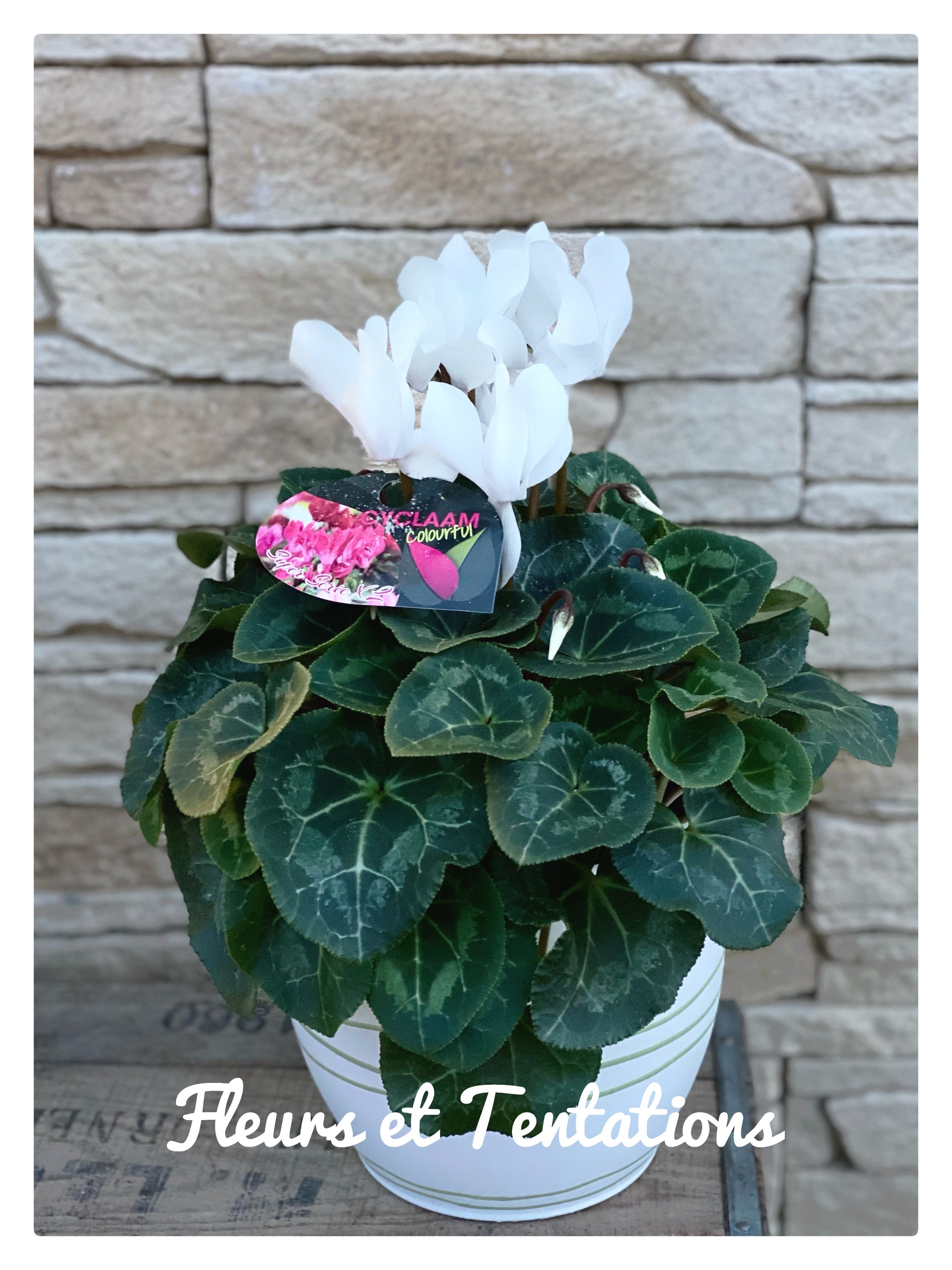 Cyclamen